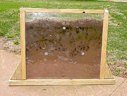 Dung beetle life cycle viewing chamber