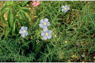 Photo of Linum lewisii Pursh