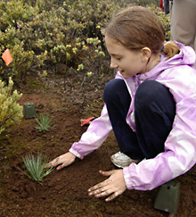 A young volunteer plants out silversword seedlings.