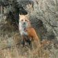 Red fox near Kemmerer, Wyoming.