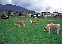 Grazing Cows