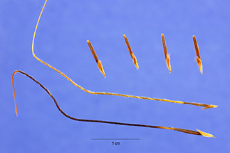 Photo of Heteropogon contortus (L.) P. Beauv. ex Roem. & Schult.