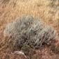 Sagebrush and grasses on rangelands in Wyoming.