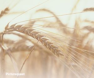 photo: closeup of wheat stalk