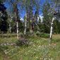 Aspen grove on Muddy Mountain south of Casper, Wyoming.