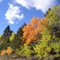 Fall colors in the Black Hills near Newcastle, Wyoming.
