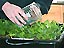 Picture of a hand pouring water from a glass container into a tray of plants
