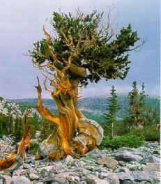 Bristlecone Pine