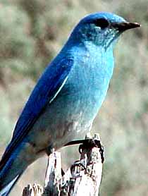 Mountain blue bird