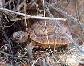 Young desert tortoise