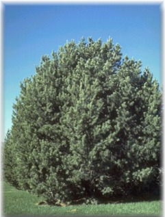 Pinon Tree