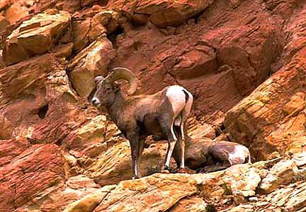 Desert Bighorn Sheep