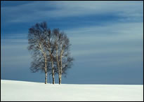 Winter Birch, Caribou