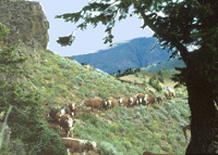 herding cattle in Idaho
