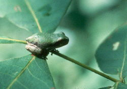 Green Tree Frog on a hickory leaflet. Frog is much smaller than even one leaf.