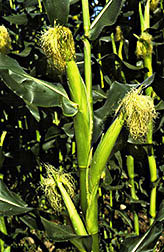 Photo: Immature corn ears. Link to photo information