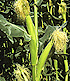 Immature ears of corn. Link to story.