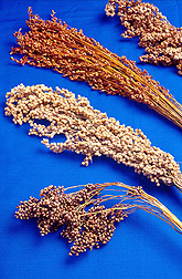 Photo: Four different types of sorghum. Link to photo information
