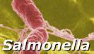 Microscopic image of Salmonella invading human cells.