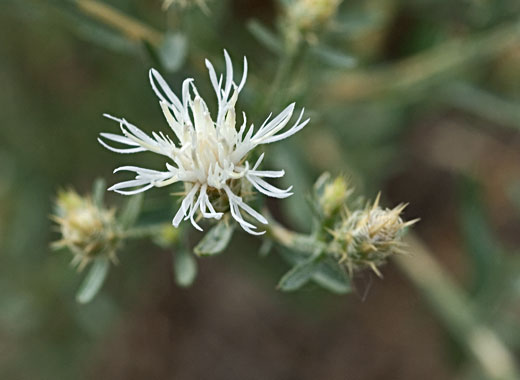 Closeup of Diffuse Knapweed flower.