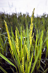 Foto en primer plano de arroz inmaduro. Enlace a la información en inglés sobre la foto