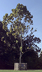 [Goddard Moon Tree]