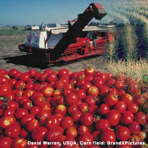 Photo: Collage of tomatoes and corn field