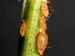 Photo of a pink clone of A. pisum (pea aphid), with different stages, growing on fava bean.