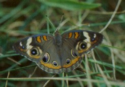 Picture of Common Buckeye