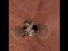 Phoenix Lander Self Portrait on Mars, Vertical Projection