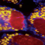 Fluorescently labeled cells help confirm computational predictions about where various medicines and chemicals accumulate inside cells. Credit: Gus Rosania