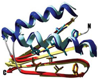 Baker used his computer program to design a small protein not found in nature. Brian Kuhlman, Gautam Dantas, David Baker