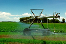 Potato field with a center pivot irrigation system