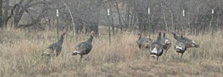 figure_8_wildturkeys.jpg