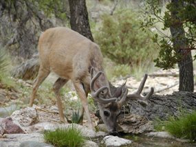 A Coues buck (sub-species of the white-tailed deer) stops for a drink at a pond behind the visitor center.