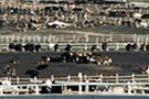 Image of a beef cattle feedlot