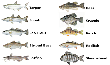 Popular Fish of the Southeast Region