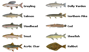 Popular Fish of Alaska