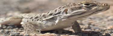 Long Nosed Leopard Lizard