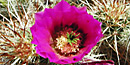 Mojave Mound Cactus Bloom