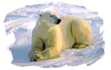 IPY polar bear