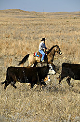 Technician herds cows and calves between pastures: Click here for full photo caption.