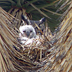 great horned owl mother and chick