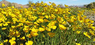 Field of Poppies, NPS/©Julia Lynam