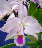 Orchid Cattleya gaskelliana 035tn
