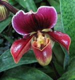 OrchidBattleofEgypt6761tn