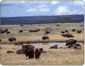 Bison have been revered and incorporated into many Native American cultures over millennia and hold a special place in our national heritage.