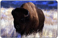 North American plains bison (Bison bison bison), numbered more than 25 million in the 17th century and occupied the continental United States, southern Canada and northern Mexico.