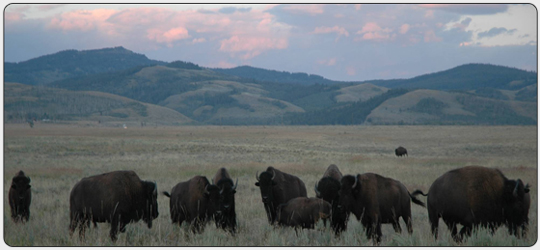 The image of vast herds of North American bison grazing on the western plains is an iconic symbol of the American frontier.