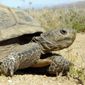 Desert Tortoise